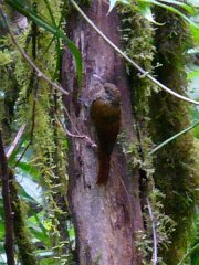 Spot-crowned Woodcreepe